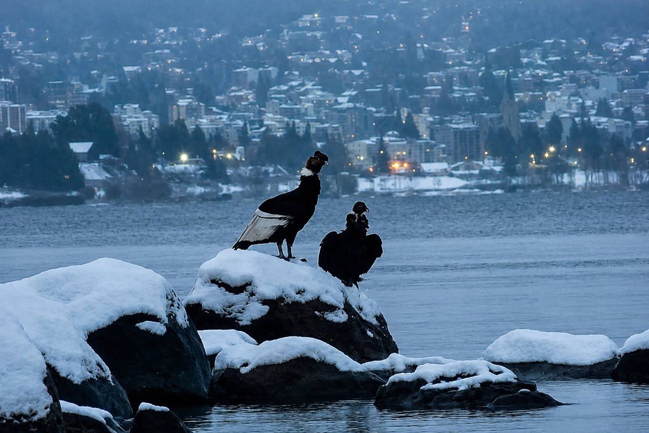 Cóndores y nevadas en el Parque Nacional Nahuel Huapi