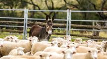 La carne de guanaco se posiciona en la mesa patagónica