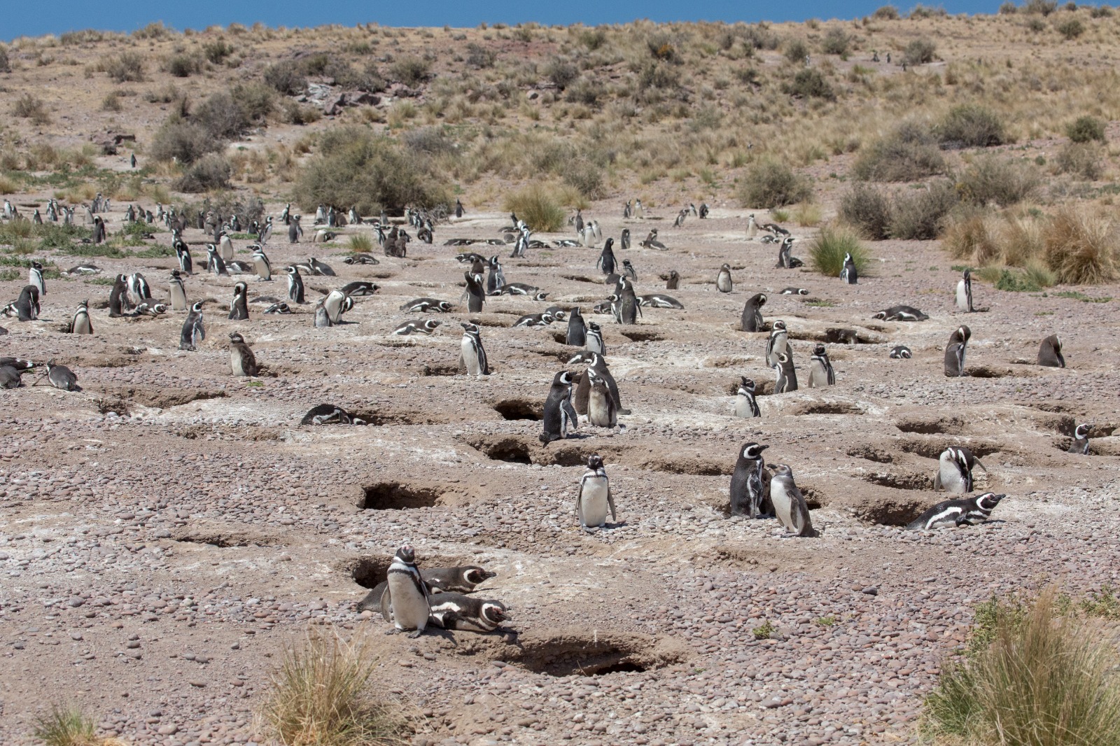 Descubrí Cabo Dos Bahías: un refugio de pingüinos y naturaleza