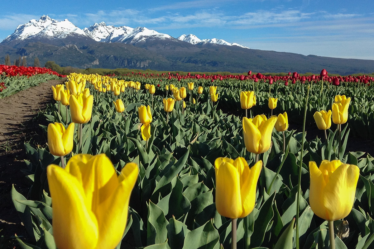 Descubrí los campos de tulipanes en la Patagonia argentina